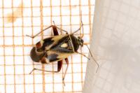 Polymerus unifasciatus