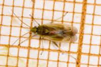 Amblytylus nasutus