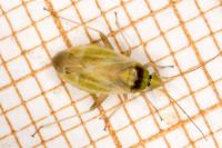 Amblytylus nasutus