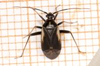Adelphocoris seticornis
