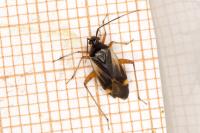Adelphocoris seticornis