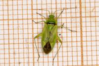 Closterotomus norwegicus