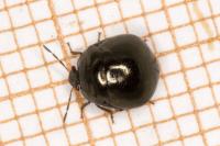 Coptosoma scutellatum