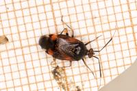 Deraeocoris ruber