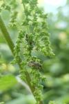 Heterogaster urticae