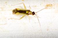 Campyloneura virgula