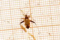 Phytocoris
