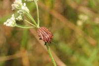 Graphosoma italicum