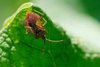 Coreus marginatus