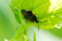 Deraeocoris ruber
