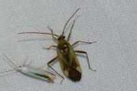 Adelphocoris lineolatus