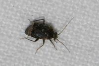 Charagochilus gyllenhalii