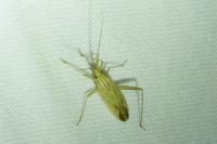Miridius quadrivirgatus