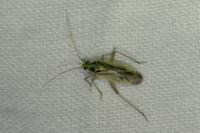 Stenotus binotatus