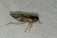Evacanthus acuminatus