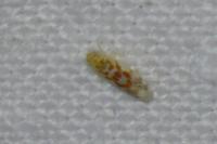 Typhlocyba quercus