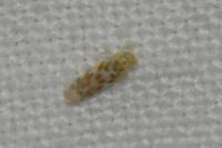 Typhlocyba quercus