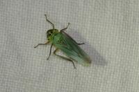 Cicadella viridis