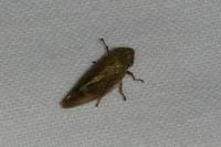 Aphrophora