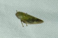 Aphrophora