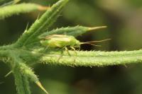 Closterotomus norwegicus