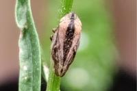 Philaenus spumarius