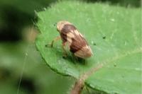 Philaenus spumarius