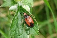 Deraeocoris ruber
