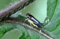 Evacanthus interruptus