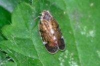 Tachycixius pilosus