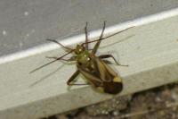 Adelphocoris lineolatus
