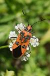 Corizus hyoscyami