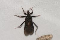 Reduvius personatus