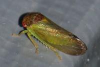 Iassus