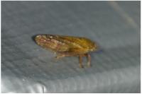 Aphrophora