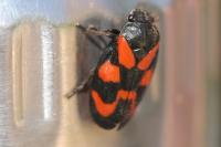 Cercopis vulnerata