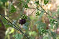 Graphosoma italicum