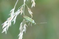 Stenotus binotatus