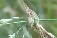 Stenotus binotatus