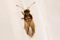 Cymus melanocephalus