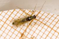 Dicyphus