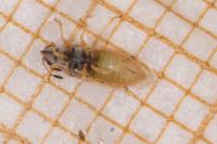 Cymus claviculus