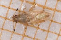 Cymus claviculus