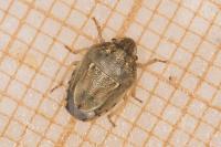 Neottiglossa leporina