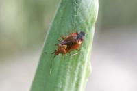 Deraeocoris ruber