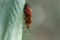 Deraeocoris ruber