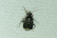 Charagochilus gyllenhalii