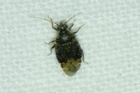 Charagochilus gyllenhalii