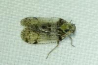 Cixius