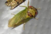 Iassus lanio